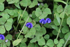 Parochetus communis